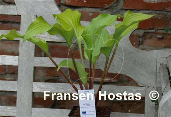 Hosta Phoenix Feathers